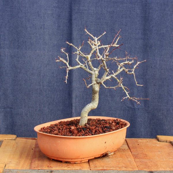 Crataegus monogyna #15 - Imagen 5