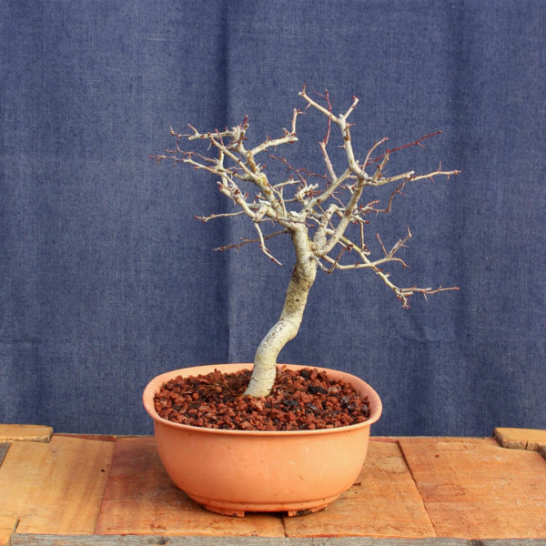 Crataegus monogyna #15 - Imagen 6