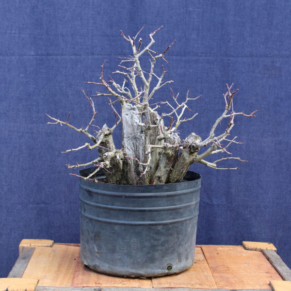 Crataegus monogyna #16 - Imagen 2
