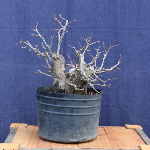 Crataegus monogyna #16 - Imagen 3