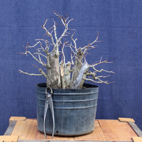 Crataegus monogyna #16 - Imagen 4
