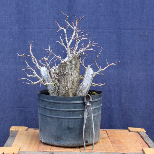 Crataegus monogyna #16 - Imagen 5