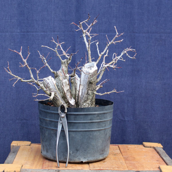Crataegus monogyna #16 - Imagen 6