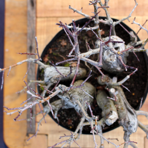 Crataegus monogyna #16 - Imagen 7