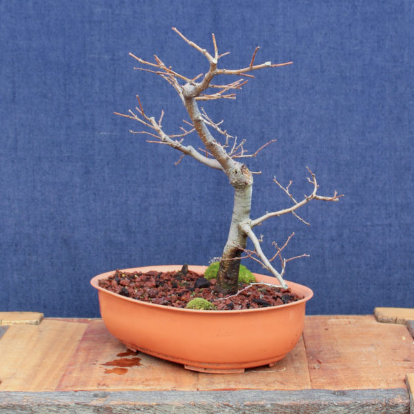 Nothofagus antarctica #07