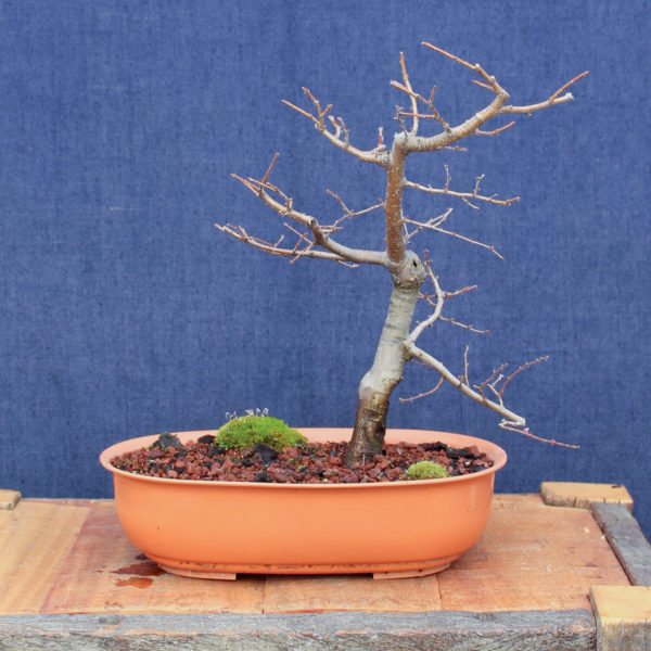 Nothofagus antarctica #07 - Imagen 2