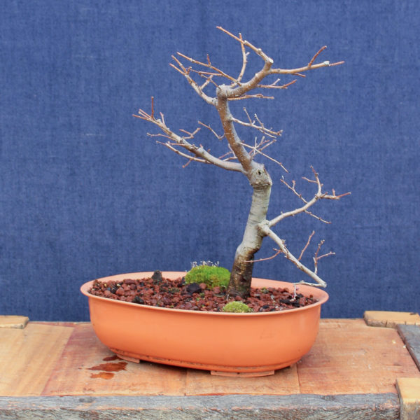 Nothofagus antarctica #07 - Imagen 3