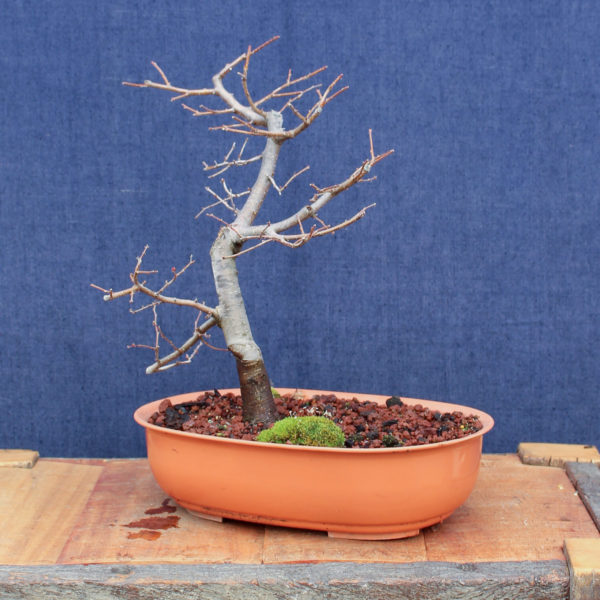 Nothofagus antarctica #07 - Imagen 4