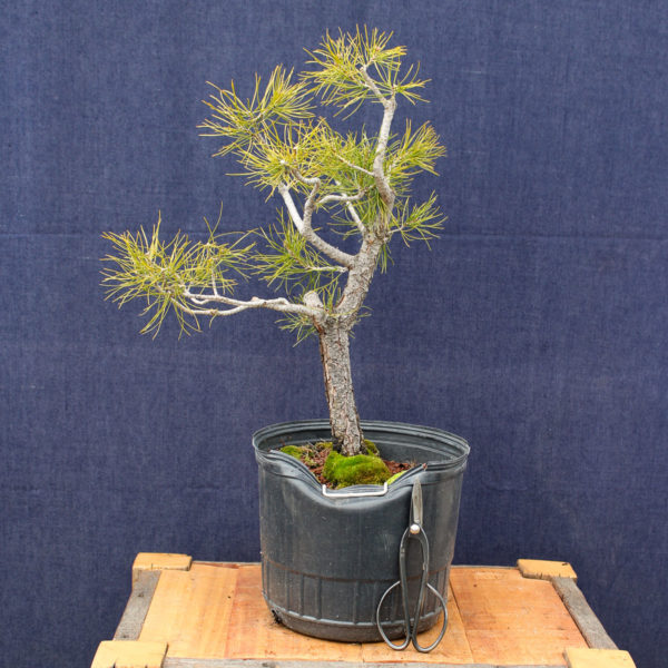 Pinus sylvestris #06