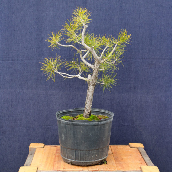 Pinus sylvestris #06 - Imagen 2
