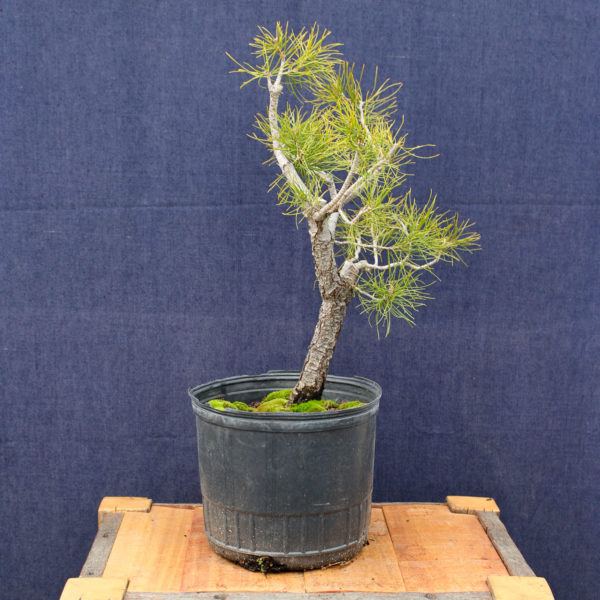 Pinus sylvestris #06 - Imagen 3