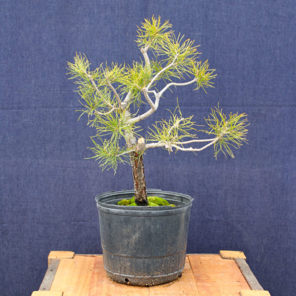 Pinus sylvestris #06 - Imagen 4