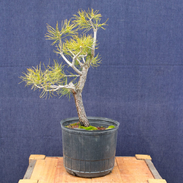 Pinus sylvestris #06 - Imagen 5