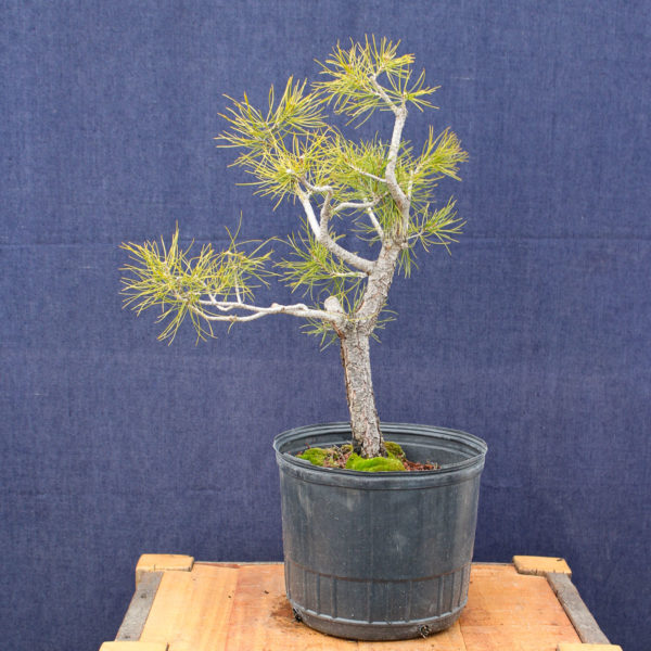 Pinus sylvestris #06 - Imagen 6