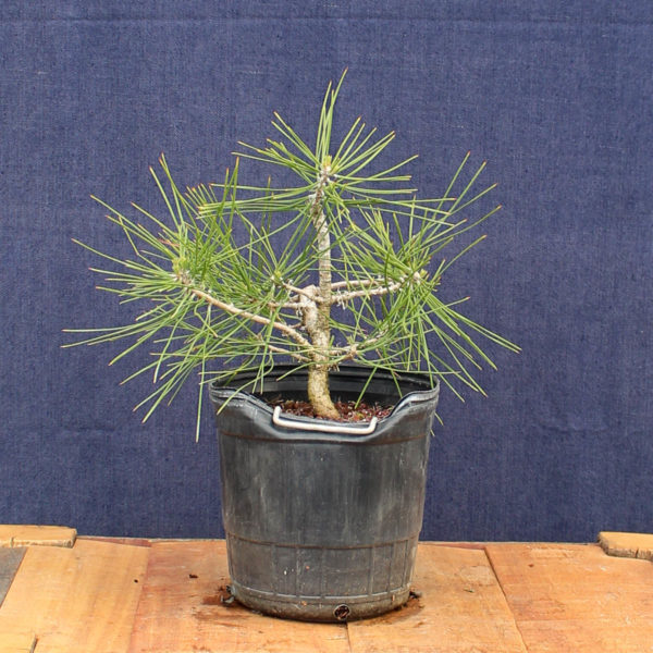 Pinus sylvestris #09