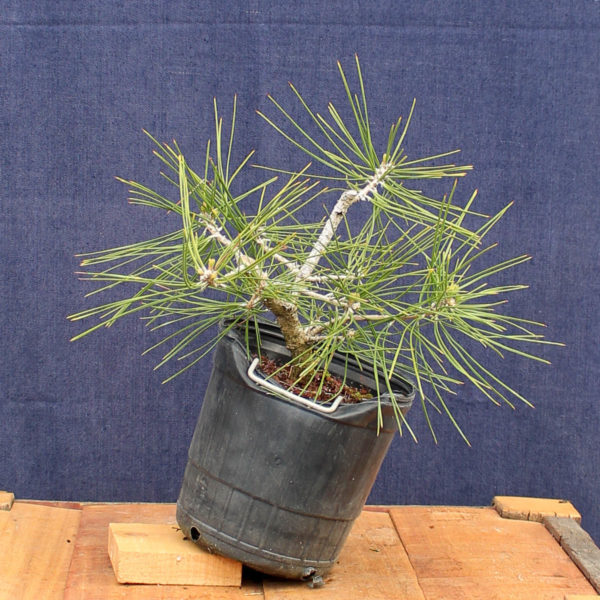 Pinus sylvestris #09 - Imagen 3