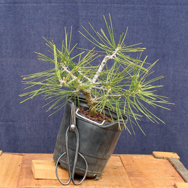 Pinus sylvestris #09 - Imagen 4