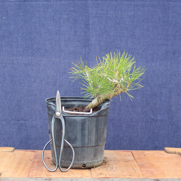 Pinus sylvestris #12