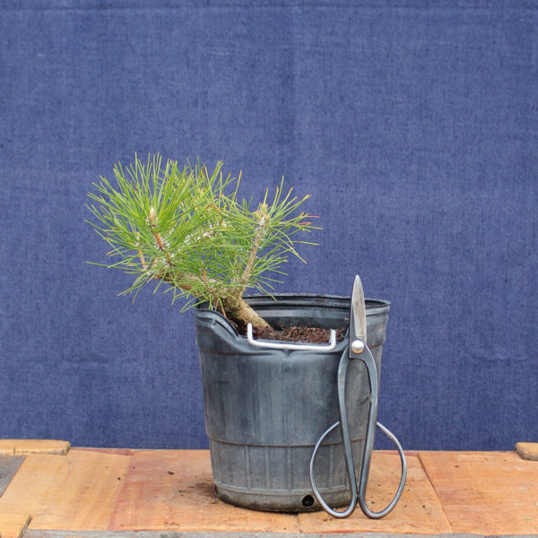 Pinus sylvestris #12 - Imagen 2