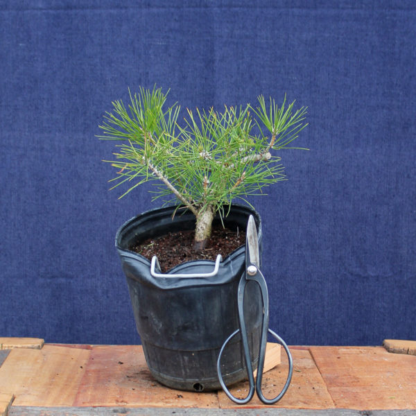 Pinus sylvestris #12 - Imagen 3