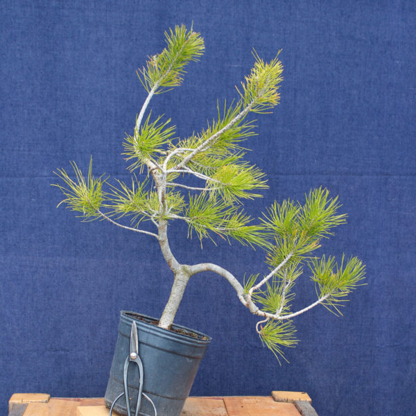 Pinus sylvestris #13