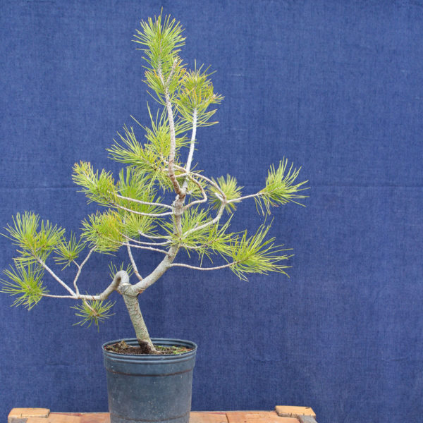 Pinus sylvestris #13 - Imagen 2