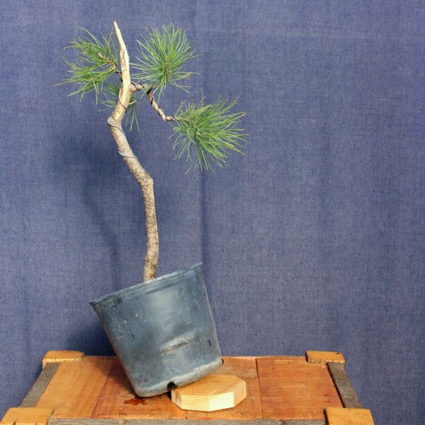 Pinus sylvestris #14