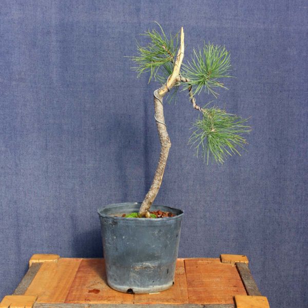 Pinus sylvestris #14 - Imagen 2