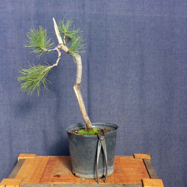 Pinus sylvestris #14 - Imagen 3