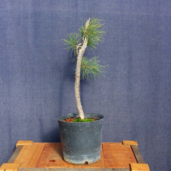 Pinus sylvestris #14 - Imagen 4