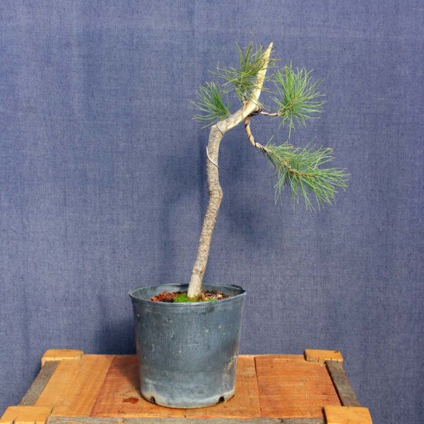 Pinus sylvestris #14 - Imagen 5