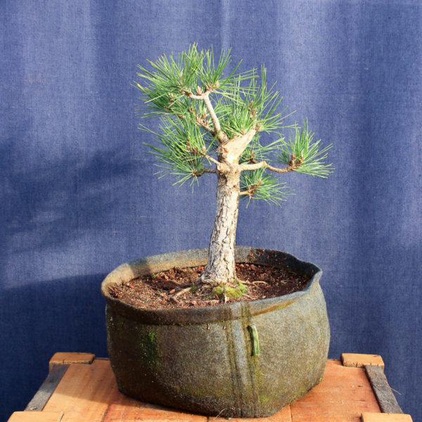 Pinus thumberggi var. "Thunderhead" #05