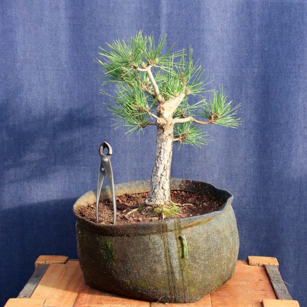 Pinus thumberggi var. "Thunderhead" #05 - Imagen 2