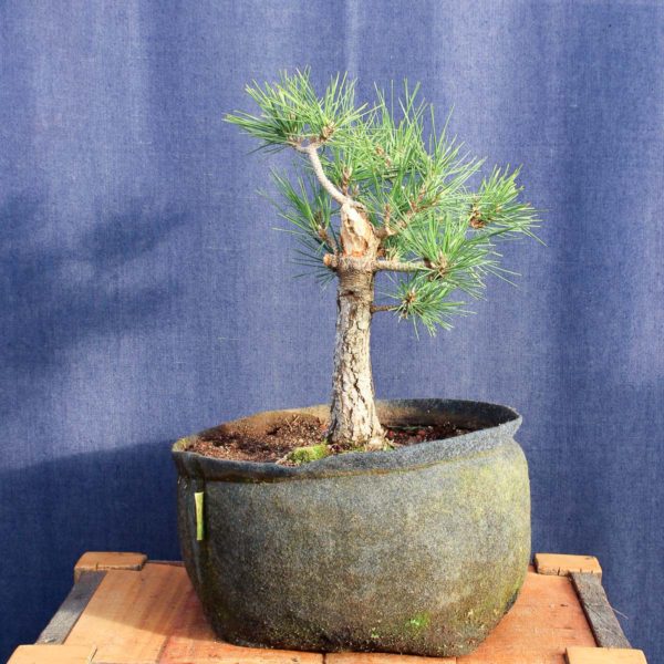 Pinus thumberggi var. "Thunderhead" #05 - Imagen 3