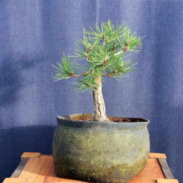 Pinus thumberggi var. "Thunderhead" #05 - Imagen 4