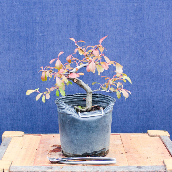 Pyracantha angustifolia #06