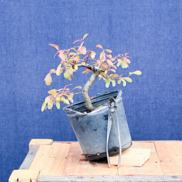 Pyracantha angustifolia #06 - Imagen 2