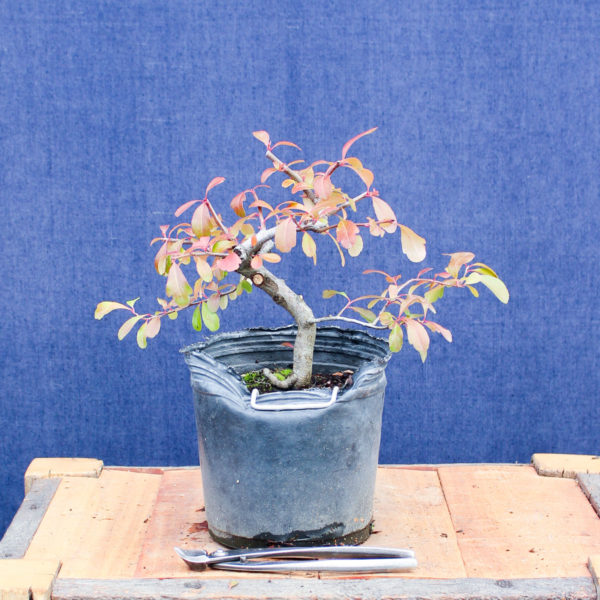 Pyracantha angustifolia #06 - Imagen 3
