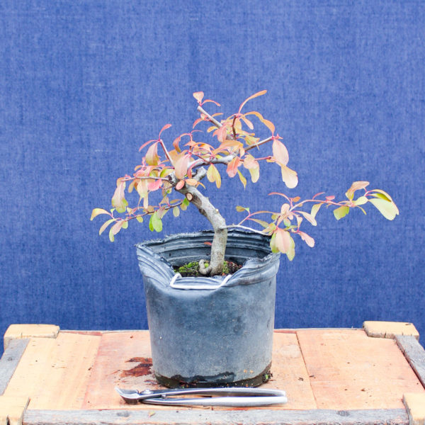 Pyracantha angustifolia #06 - Imagen 4