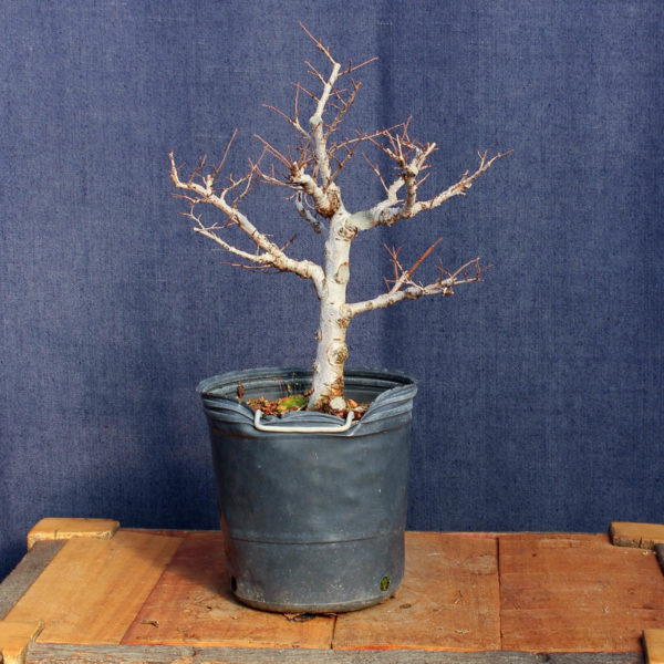 Ulmus parvifolia #09