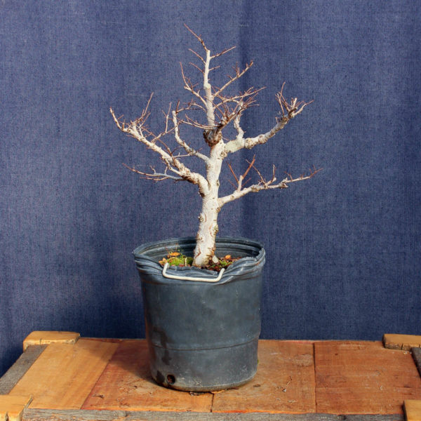 Ulmus parvifolia #09 - Imagen 2