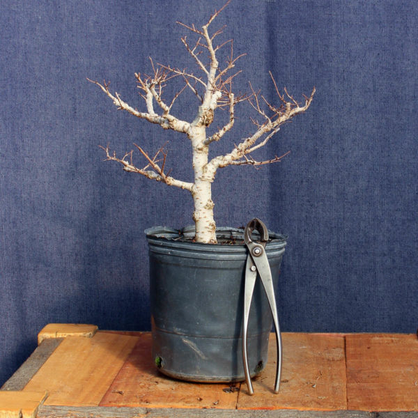 Ulmus parvifolia #09 - Imagen 3