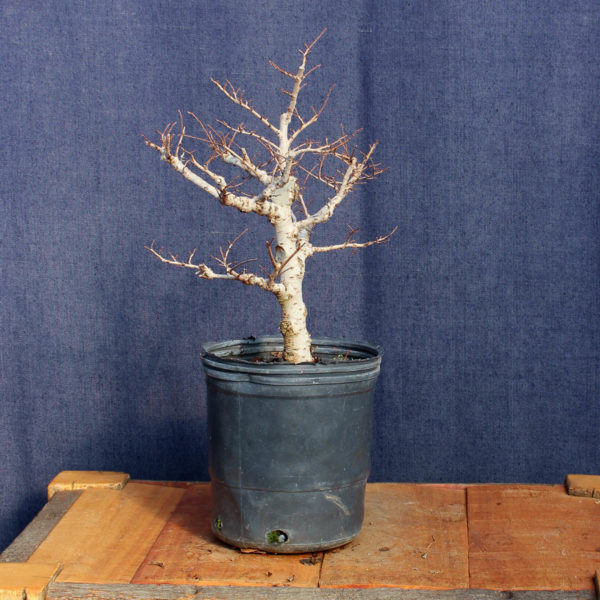 Ulmus parvifolia #09 - Imagen 4