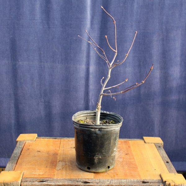 Acer palmatum "Bloodgood" #12
