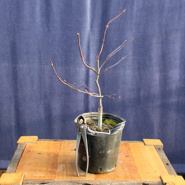 Acer palmatum "Bloodgood" #12 - Imagen 2
