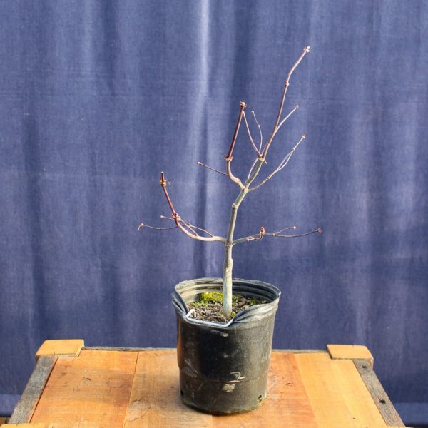Acer palmatum "Bloodgood" #12 - Imagen 3