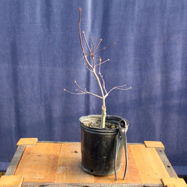 Acer palmatum "Bloodgood" #12 - Imagen 4