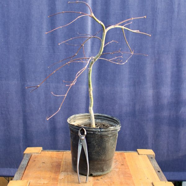 Acer palmatum "Crimson Queen" #10 - Imagen 2