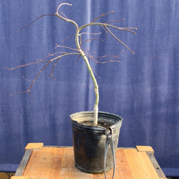 Acer palmatum "Crimson Queen" #10 - Imagen 3
