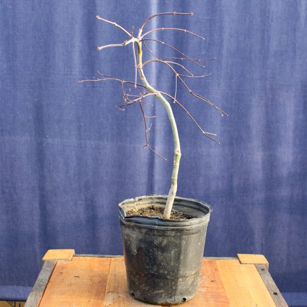 Acer palmatum "Crimson Queen" #10 - Imagen 4
